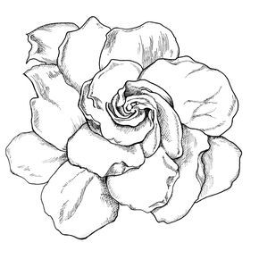 Gardenia Tattoo Design, Gardenia Sketch, Gardenia Drawing, Gardenias Flower, Flower Drawing Tattoo, Gardenia Tattoo, Jasmine Drawing, Drawing Tattoo Ideas, Gardenia Flower