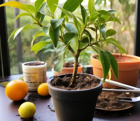 Black Orange Aesthetic, Satsuma Tree, Nail Designs Orange, Orange Nails Acrylic, Nail Orange, Nails Orange, Orange Nail Designs, Organic Pesticide, Orange Nail