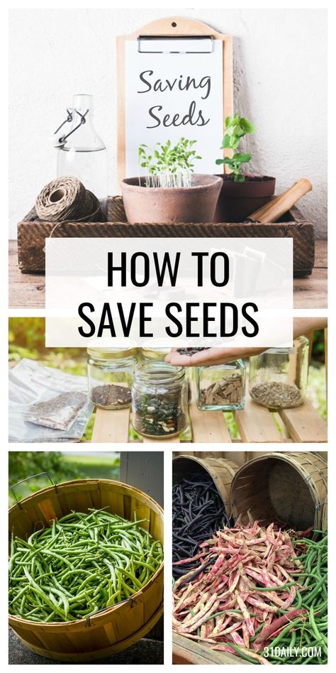 How To Save Seeds, Plantarea Legumelor, Save Seeds, Saving Seeds, Gardening Seeds, Vegetable Garden Planner, Plant Varieties, Fall Vegetables, Fall Garden Vegetables