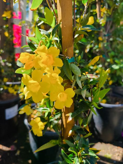 Carolina Jessamine Carolina Jessamine, Outside Plants, Perennial Grasses, Garden Nursery, Water Wise, Plant List, Winter Flowers, Fragrant Flowers, Plant Nursery