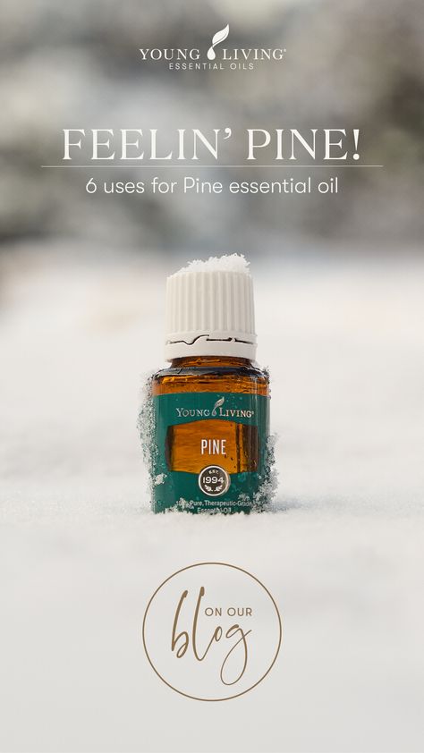 Young Living Pine, Essential Oil Diffuser Benefits, Diffuser Blends Young Living, Message Oil, Young Living Oils Recipes, Living Oils Recipes, Essential Oils Business, Pine Essential Oil, Pine Oil