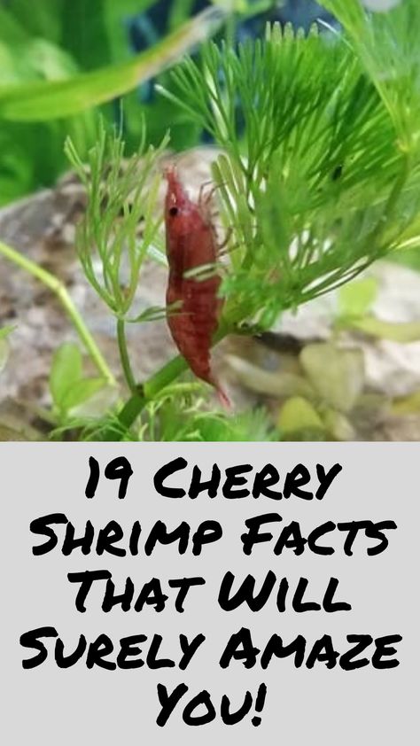 Shrimp Tanks Freshwater, Shrimp Tank Ideas Freshwater Aquarium, Cherry Shrimp Tank Ideas, Shrimp Aquarium Freshwater, Shrimp Aquarium Ideas, Fresh Water Fish Tank Ideas, Shrimp Tank Aquascape, Shrimp Tank Ideas, Freshwater Sharks