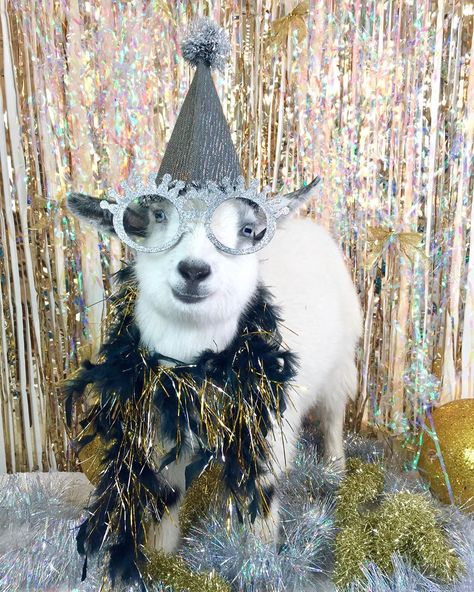 Goat Life on Instagram: “These party animals are ready for 2020 ! . 🐐🐐🐐🐐 . #goat #new #newyear #happynewyear #happynewyear2020 #2020 #party #partytime #partyanimal…” Animals Laughing, Funny Farm, Cute Snake, Cute And Funny Animals, Funny Animal Quotes, Party Animals, Baby Goats, Hedgehogs, Animal Quotes