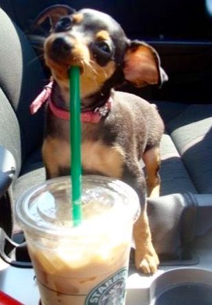 Puppy drinking through straw. Funny Picture Gallery, Chihuahua Facts, Scene Girl, Daily Funny, Chihuahua Puppies, Baby Jesus, Animal Memes, Funny Dogs, A Dog