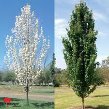 The featured tree this month is Pyrus calleryana ‘Capital’ Capital Flowering Pear.  This upright tree has great potential in narrow areas and use as a street tree.  With its columnar sh… Pyrus Calleryana, Ornamental Pear Tree, Flowering Pear Tree, Types Of Trees, Columnar Trees, Street Trees, Pear Tree, Ornamental Trees, Deciduous Trees