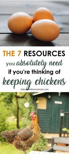 Chicken Husbandry, Homesteading Chickens, How To Keep Chickens, Chickens 101, Blogs To Read, Farm Pets, Chicken Tips, Homesteading Animals, Chicken Incubator