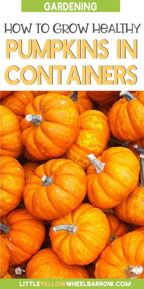 Pumpkins In Containers, Grow Pumpkins From Seeds, When To Plant Pumpkins, How To Grow Pumpkins, Grow Pumpkins, Planting Seeds Indoors, Pie Pumpkins, Types Of Pumpkins, Pumpkin Varieties