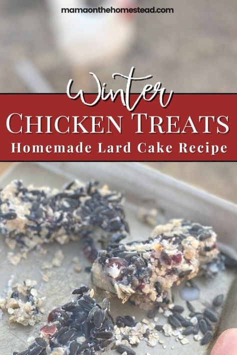 Homemade Lard, Snacks For Chickens, Raising Livestock, Bird Suet, Chickens In The Winter, Suet Cakes, Chicken Snacks, Chicken Eating, Chicken Treats