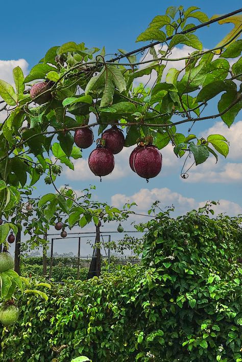 Passion Fruit Tree, Passion Fruit Garden, Soil Regeneration, Human Eye Diagram, Eye Diagram, Farm Greenhouse, Passion Fruit Plant, Fruit Bushes, Desert Bloom