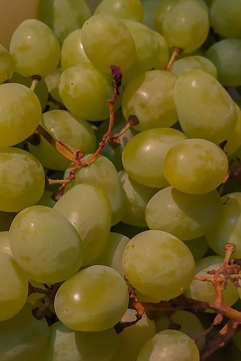 Green Grapes Aesthetic, Frutas Aesthetic, Grape Aesthetic, Grapes Aesthetic, Green Cottagecore, Green Grape, Fruit Photography, Green Fruit, Think Food