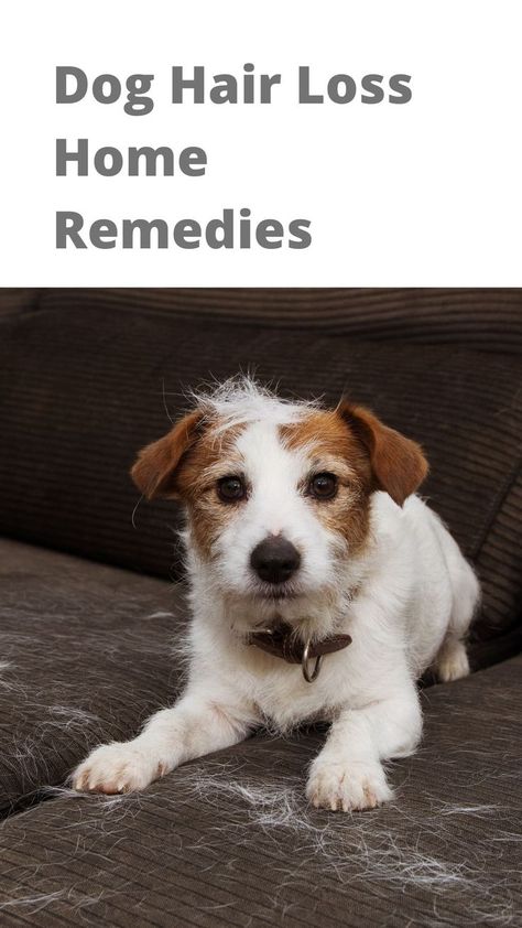 Home remedies for dog hair loss, excessive shedding, and hair growth Dog Shedding Remedies, Stop Dog Shedding, Dog Losing Hair, Life With A Dog, Dogs Home, Natural Hair Growth Remedies, Dog Remedies, Pet People, Hair Remedies For Growth