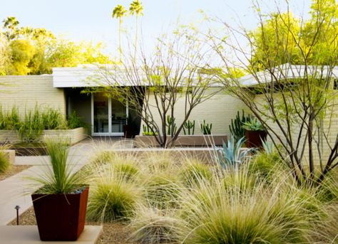 Desert Landscape Front Yard, Desert Backyard, Low Water Landscaping, Courtyard Landscaping, Succulent Landscape Design, Succulent Landscaping, Drought Tolerant Landscape, Easy Landscaping, Desert Garden