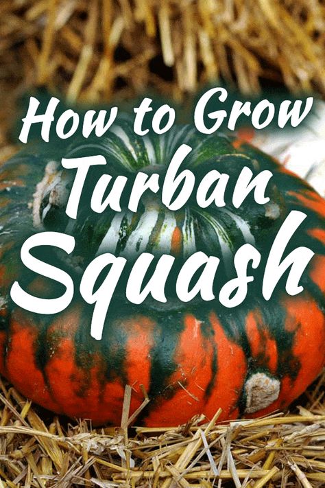 How to Grow Turban Squash - Garden Tabs Turban Squash, Training Vines, Buttercup Squash, Squash Plant, Squash Varieties, Compost Tea, Acorn Squash, Winter Squash, Food Garden