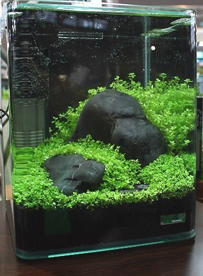 Natural Aquarium, Terrarium Succulent, Terrarium Moss, Fish Tank Themes, Diy Moss, Succulent Ideas, Cool Fish Tanks, Aquarium Terrarium, Nano Aquarium