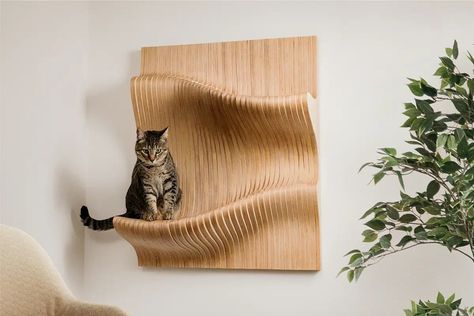 Cat climbing wall