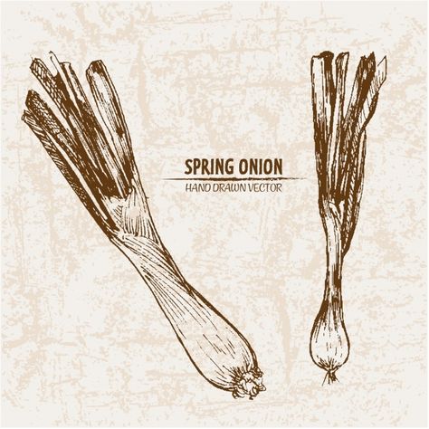 Onion Drawing, Spring Onion, Graphic Editing, Line Illustration, Vector Hand, Ink Art, Graphic Resources, Tatting, Hand Drawn