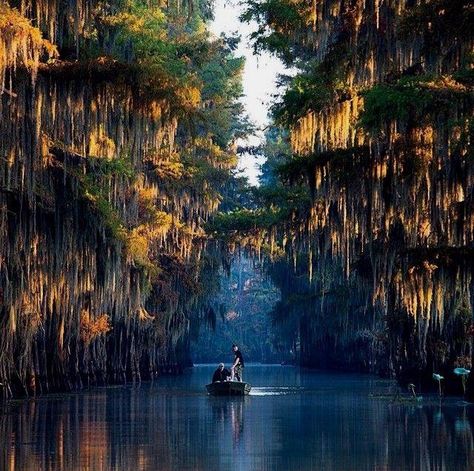 Cado Lake Texas Caddo Lake Texas, Caddo Lake, Texas Lakes, Kaptan Jack Sparrow, Texas Places, Lake Vacation, Adventure Photography, Texas Travel, Down South