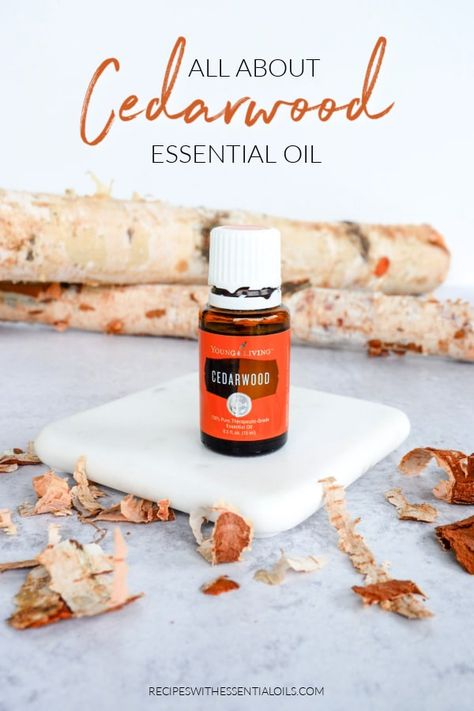 Cedarwood Essential Oil Young Living, Cedarwood Essential Oil Uses, Young Living Cedarwood, Oil Diffuser Recipes, Essential Oil Mixes, Cedarwood Essential Oil, Essential Oil Benefits, Diffuser Recipes, Holistic Remedies