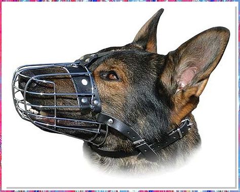 Looking for the perfect way to keep your furry friend safe and stylish? Check out our top dogs muzzles collection! From breathable designs to trendy patterns, we have everything you need to keep your pup looking their best while staying secure. Shop now and give your dog the protection they deserve. Dog Muzzles, Ray Allen, Dog Muzzle, Dog Nose, Puppy Face, Dog Safety, Wire Basket, Pet Safe, Wire Baskets