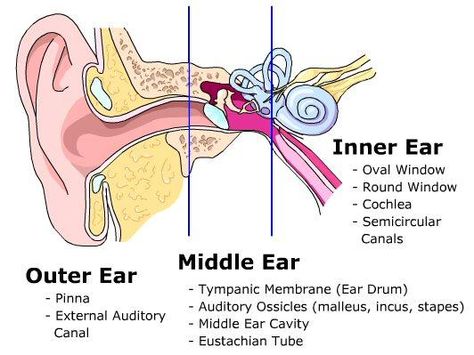 The Three Parts of the Ear System -Northgate Hearing Services Ear Biology, Inner Ear Diagram, Human Ear Diagram, Ear Diagram, Aiims Delhi, Human Systems, Ear Structure, Ear Anatomy, Gross Anatomy