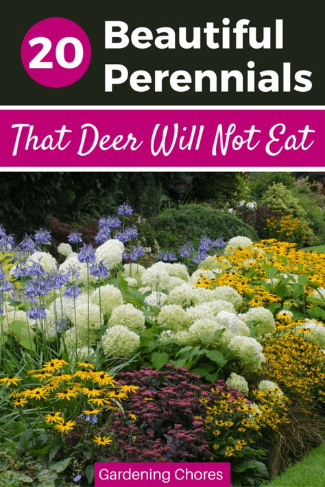 20 BEAUTIFUL PERENNIALS THAT DEER HATE Reseeding Annuals, Deer Resistant Garden Plans, Garden Bed Border, Deer Resistant Landscaping, Deer Repellent, Deer Proof Plants, Deer Resistant Flowers, Deer Resistant Garden, Deer Resistant Perennials