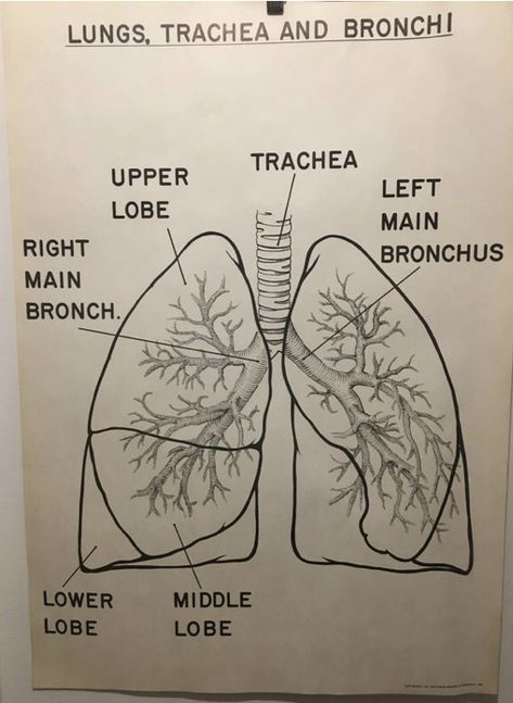 1961 Vintage Lungs Trachea Bronchi Anatomy Chart 🖤✨ Lungs Diagram Anatomy, How To Draw Lungs, Lungs Art Anatomy, Lungs Anatomy Drawing, Lungs Drawing Anatomy, Anatomy Of Lungs, Lungs Sketch, Trachea Anatomy, Lungs Diagram