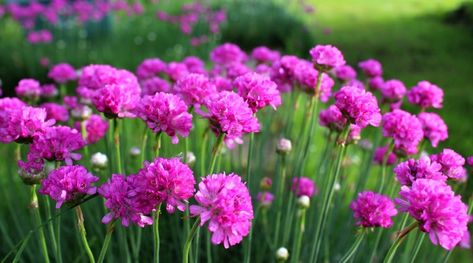 17 May Blooming Perennials to Plant Right Now Sea Thrift, Pink Perennials, Hardy Geranium, Perennial Flower, Asclepias Tuberosa, Sun Loving Plants, Alpine Plants, Small White Flowers, Flower Spike