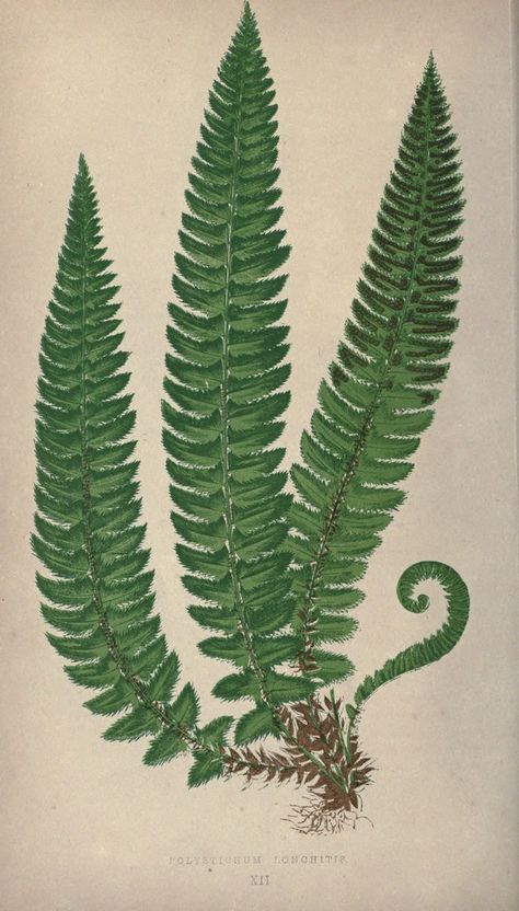 Our native ferns, or, A history of the British species and their varieties /. London :Groombridge,1865-1867.. biodiversitylibrary.org/page/19978947 Fern Illustration, Holly Fern, Fern Forest, Boston Fern, Botanical Illustration Vintage, Illustration Botanique, Vintage Botanical Prints, Summer Plants, Botanical Beauty