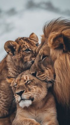 Lion And Lioness Love, Stuffed Animal Display Ideas, Stuffed Animal Display, Lion Couple, Closeup Portrait, Lion Family, Lion Photography, Lions Photos, Lion And Lioness