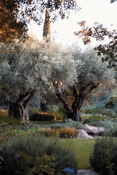 Rudd Oakville Estate Garden Design Calimesa, CA Olive Trees Garden, Olive Grove, Estate Garden, Have Inspiration, Olive Trees, Mediterranean Garden, Olive Gardens, Garden Trees, Landscape Trees