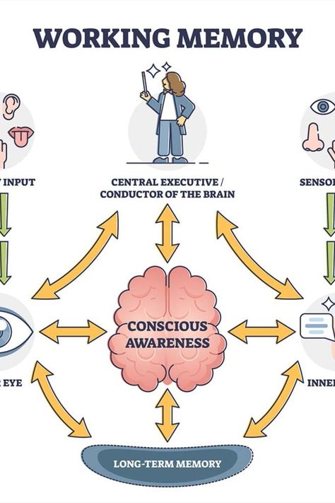 Working Models For Psychology, Psychology Memory, Memory Psychology, Psychology A Level, Memory Exercises, Human Memory, A Level, Conscious Awareness, Revision Notes