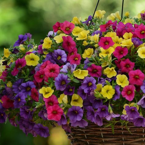 Calibrachoa Kabloom Denim Rose Yellow from Pan American Seed - Year of the Calibrachoa - National Garden Bureau Wave Petunias Planter, Calibrachoa Hanging Basket, Wave Petunias Flower Bed, Pink Wave Petunia Planters, Night Sky Petunia, Flower Fertilizer, Million Bells, Organic Gardening Pest Control, Flower Tower