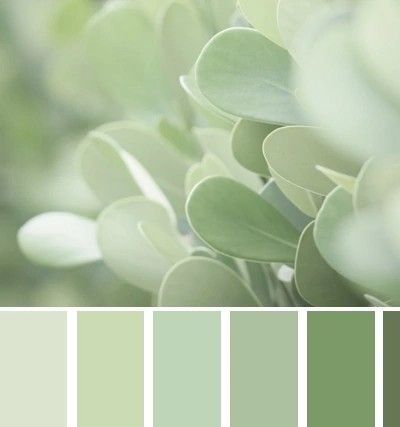 Soft Green Colour Palette, Pastel Green Colour Palette, Mint Green Colour Palette, Pale Green Color Palette, Light Green Colour Palette, Green Shades Colour Palettes, Green Tones Palette, Pastel Green Palette, Pastel Green Color Palette