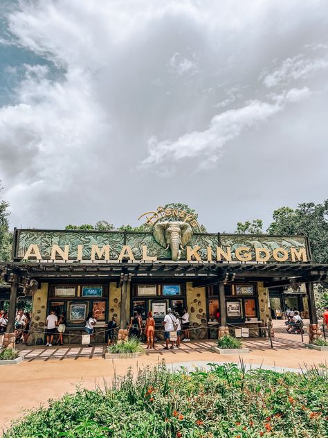 Disney Animal Kingdom Aesthetic, Disney World Parks Orlando, Disney Animal Kingdom Photo Ideas, Animal Kingdom Photos, Animal Kingdom Mickey Ears, Disney Park Aesthetic, Animal Kingdom Photo Ideas, Disney Entrance, Animal Kingdom Aesthetic