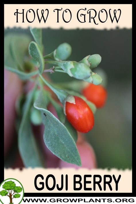 Growing Goji Berry Plants, Goji Berries Plant, Grow Goji Berries, Goji Berry Plant, Growing Goji Berries, Gogi Berries, Small Orchard, Planting Hacks, Highbush Cranberry