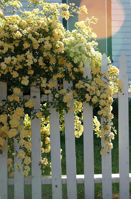 Lady Banks Rose- pale yellow, thornless, drought tolerant (for a rose), sun or partial shade. | Pastel Yellow Color Theory Yellow Climbing Rose, Lady Banks Rose, Yellow Cottage, Living Fence, Flowers Growing, White Picket Fence, Climbing Roses, Picket Fence, Garden Gates