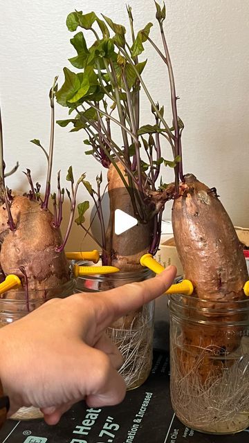 Collins Country on Instagram: "UPDATE on our Sweet Potato Slips for Gardening Season!!!🌱🍠 

We really enjoy this process. It’s amazing to grow slips from sweet potatoes! 🍠 Being able to see the roots under water and the slip growing above is fascinating! If you have not done this yet there is still plenty of time! Get some sweet potatoes from the store and plant them in water with toothpicks or corn skewers. Happy homesteading! 

#sweetpotato #gardening #gardeninglife #gardeningtips #gardeningideas #sweetpotatoes #progress #tipsandtricks #organicgardening #amazing #learn #countryliving #farmlife #growyourownfood #selfsustainable #selfsufficiency #farmtotable #delicious #indoorgardening" Sweet Potato Slips How To Grow, Sweet Potato Plant Vine, Corn Skewers, Sweet Potato Slips, Sweet Potato Plant, Potato Vines, Seasonal Garden, Vegetable Gardening, Under Water