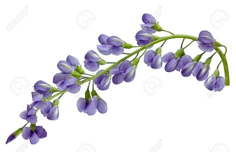 Indigo Plant Tattoo, Indigo Illustration, Indigo Tattoo, Baptisia Australis, Indigo Flower, Wild Indigo, Indigo Plant, Plant Tattoo, Flower Drawing