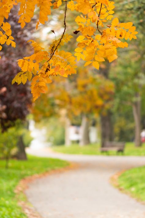 A branch with yellow leaves with a nice bokeh background. Download this photo by Vladimir Tomić on Unsplash Background Images Trees, Tree Hd Background, Garden Blur Background Hd, Cute Couple Pictures Cartoon, Tree Beground Hd, Best Hd Background, Bokeh Tree Background Natural, Church Aisle, Best Photo Background