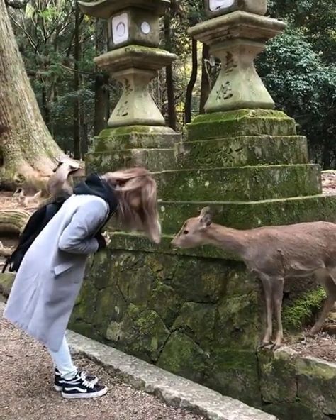 Nara Deer Park, Nara Deer, Deer Tags, Nara Park, Nara Japan, Save The Elephants, Epic Photos, Japan Culture, Deer Park