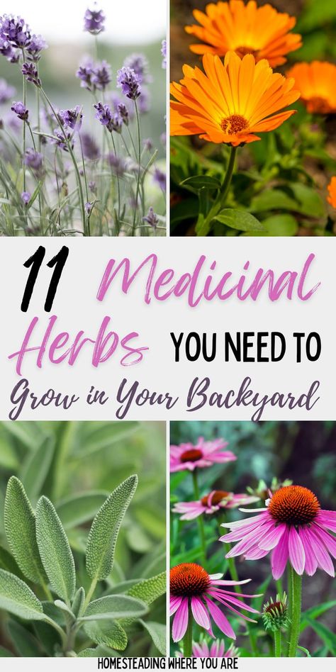 Medicinal herbs are easy to grow in your backyard or your herb garden. Many of these herbs are also flowering plants that attract beneficial insects to your garden, acting as natural pest control. Then, you can harvest the herbs and use them for herbal remedies all winter! Medicinal Herbs To Grow, Medicine Garden, Herbs To Grow, Medicinal Herbs Garden, Garden Remedies, Medical Herbs, Healing Garden, Herbal Plants, Healing Plants