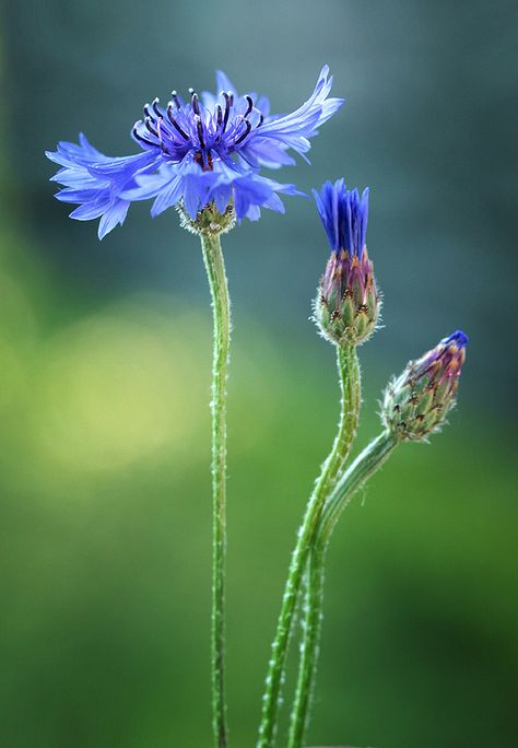 Photographer Mycatherina (Kate) - Centaurea cyanus #1316933. 35PHOTO Floral Photography, Flower Fairies, Pretty Plants, Beautiful Blooms, Flower Field, Flower Photos, Flower Pictures, Love Flowers, Flowers Photography