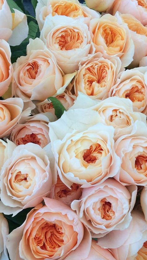 David Austin Juliette Garden Rose Juliette Rose Bouquet, Juliette Garden Rose, April Love Rose, Shaadi Vibes, Juliette Rose, Juliet Garden Rose, Star Themed Wedding, Flower Varieties, April Flowers