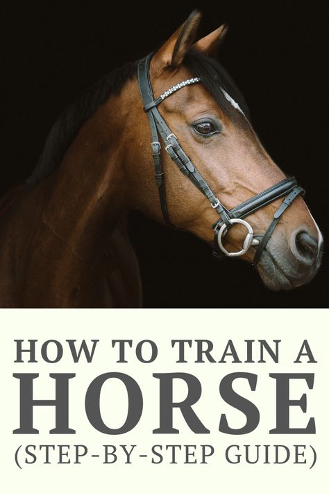 Mickey Slim, Horses Training, Equestrian Training, First Horse, Horseback Riding Tips, Body Guard, The Old Ways, Riding Tips, Horse Exercises