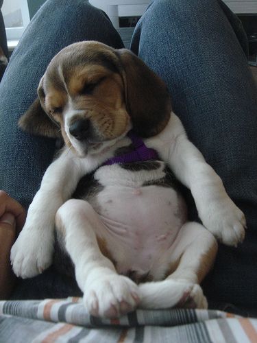 puppy belly! Stinky Dog, Cute Beagles, Love My Dog, Beagle Puppy, Puppy Pictures, Sweet Animals, Baby Dogs, 귀여운 동물, Animals Friends