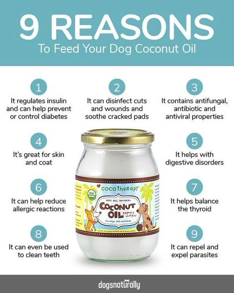 Lou Dog, Foods Dogs Can Eat, Coconut Oil For Dogs, Dog Remedies, Coconut Oil Recipes, Dog Health Tips, Oils For Dogs, Raw Dog Food Recipes, Dog Nutrition