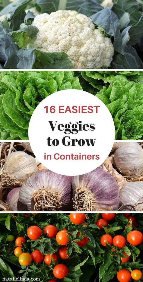 Easy Veggies To Grow, Easy Veggies, Veggies To Grow, Gemüseanbau In Kübeln, Vegetable Garden Planner, Container Vegetables, Vegetable Garden For Beginners, Growing Veggies, Garden Planner