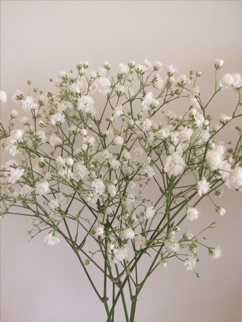 Babys Breath Aesthetic, Gypsophila Flower, Instagram Background, Minimalist Flowers, Nothing But Flowers, Plant Aesthetic, Flower Therapy, Photo Album Scrapbooking, Luxury Flowers