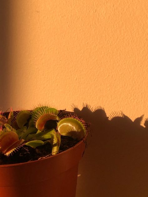 Venus Fly Trap Aesthetic, House Plants Decor Living Room, Trap Aesthetic, Plant Decor Living Room, Venus Flytrap, Plant Goals, Fly Trap, Venus Fly Trap, Bedroom Plants