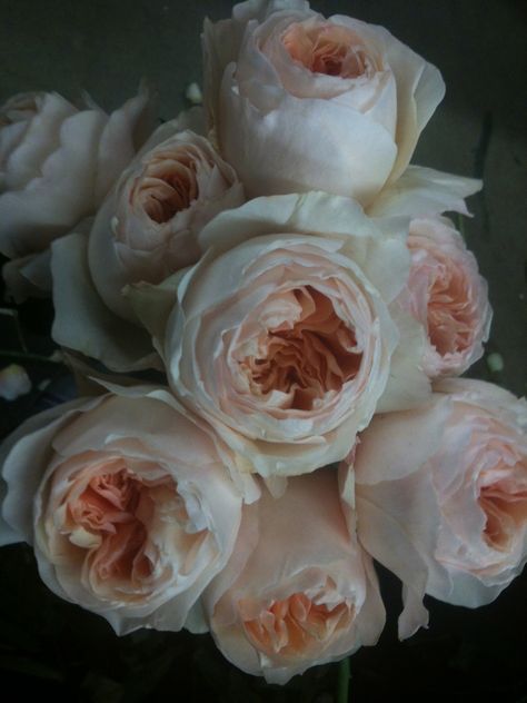 juliet roses Juliet Rose Aesthetic, Juliet Capulet Aesthetic, Juliet Rose Bouquet, Juliet Core, Juliet Aesthetic, Emma Aesthetic, Juliette Rose, Julie Rose, Juliet Capulet